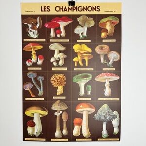 Cavallini Les Champignons 20” x 28” Poster